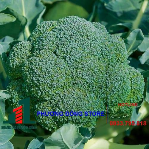 Hạt giống bông cải xanh F1 No.3